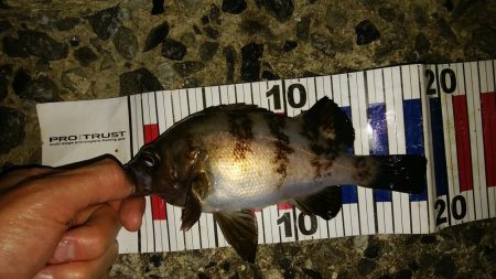 昨日とは違い数が減った